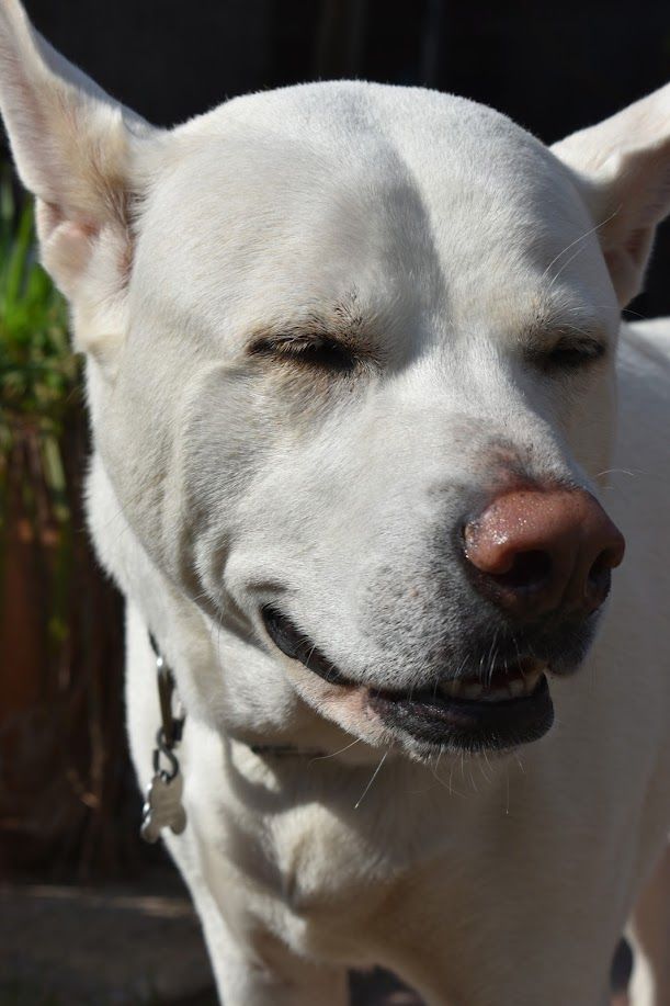 Balto - additional photo