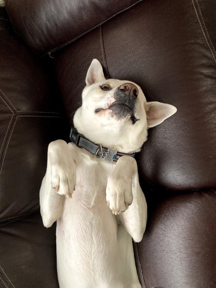 Balto - additional photo