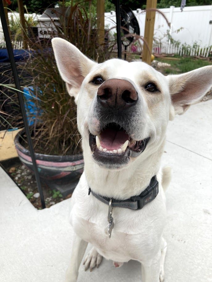 Balto - additional photo