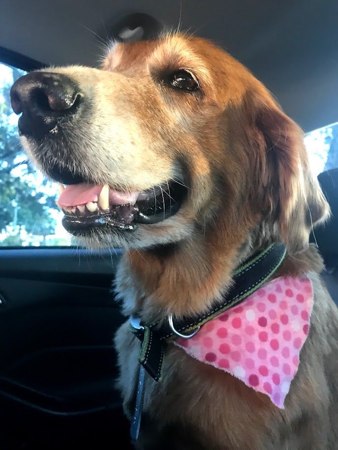 Bella - additional photo