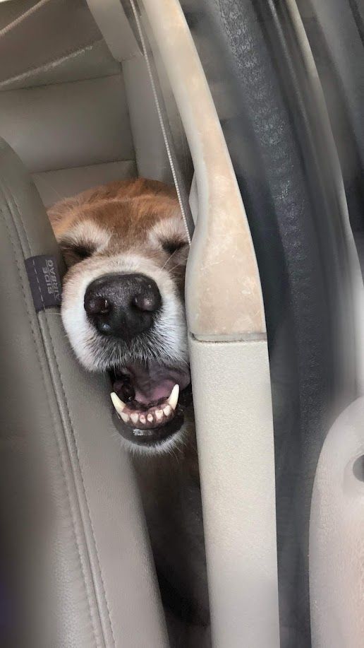 Bella - additional photo