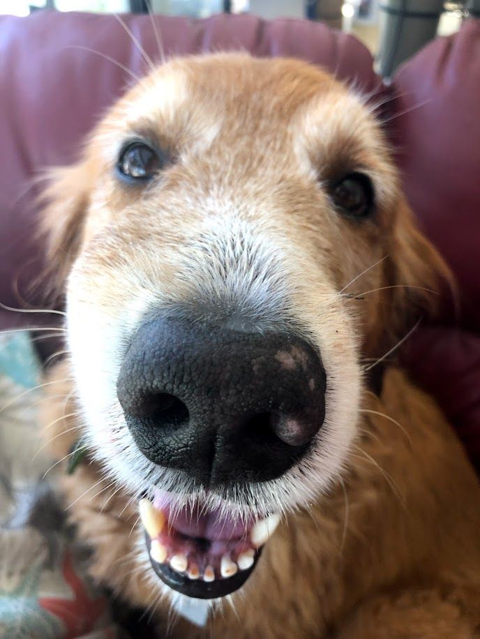 Bella - additional photo