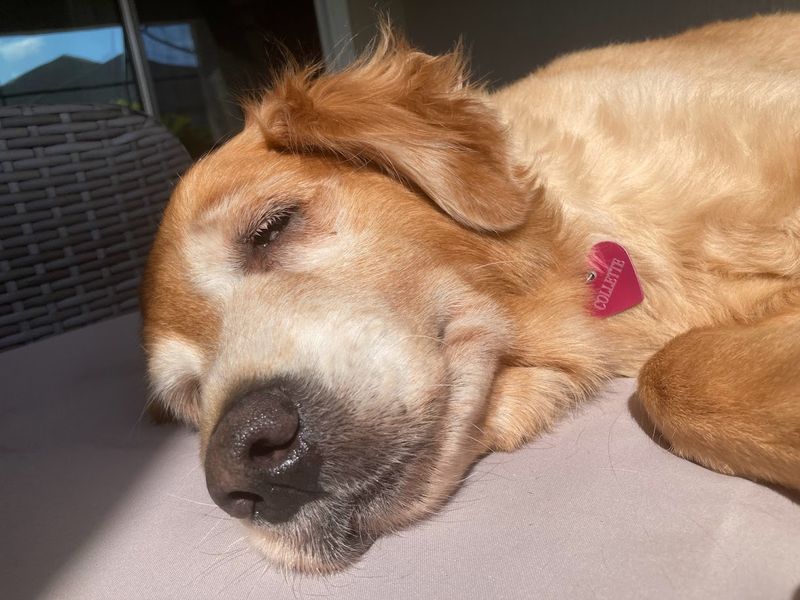 Collette - additional photo