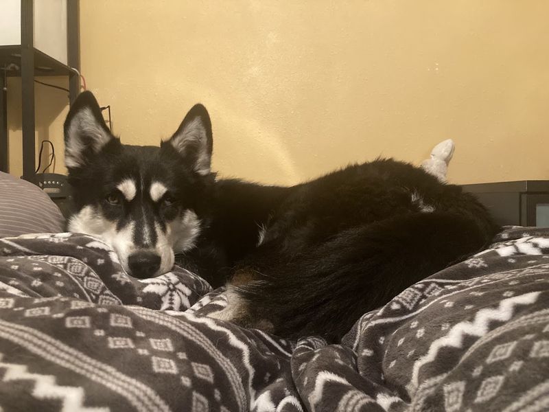 Gunner - additional photo