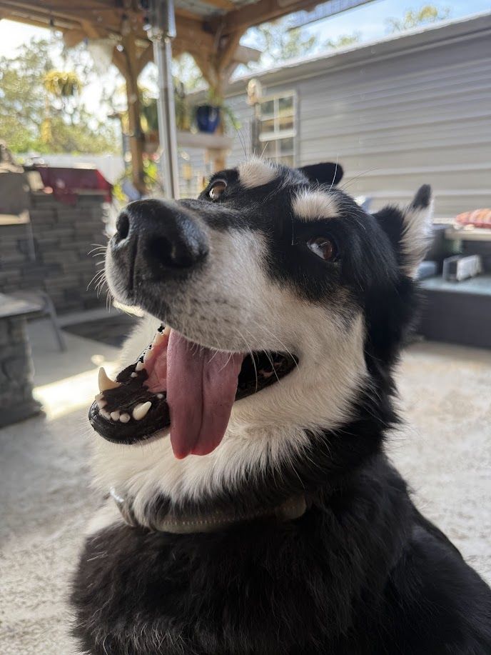 Gunner - additional photo