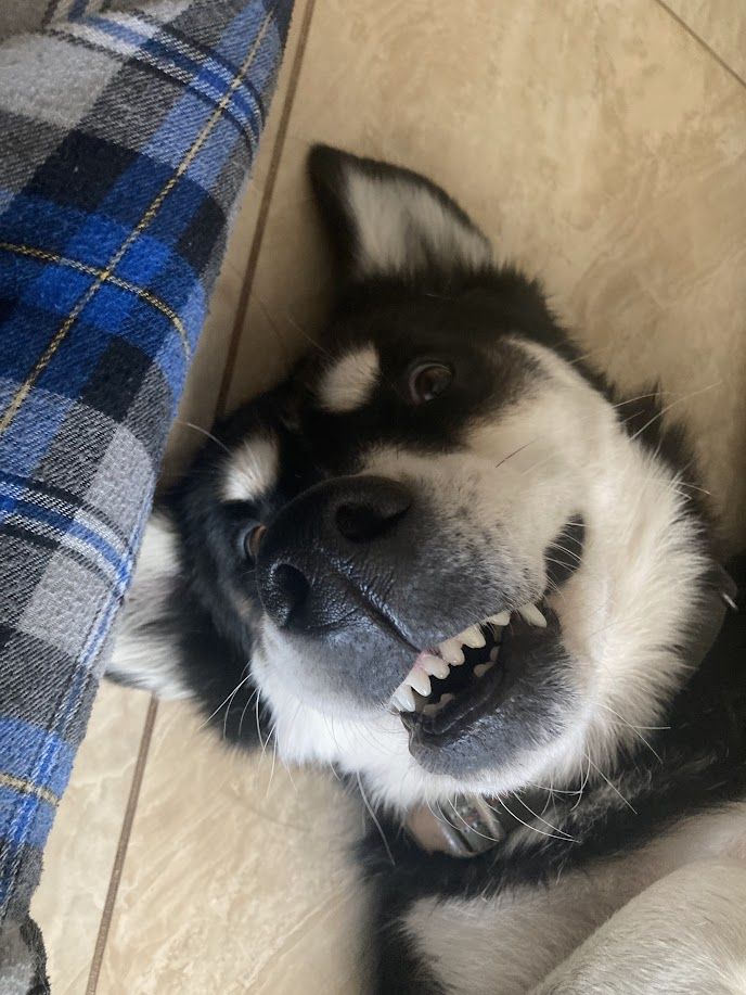 Gunner - additional photo