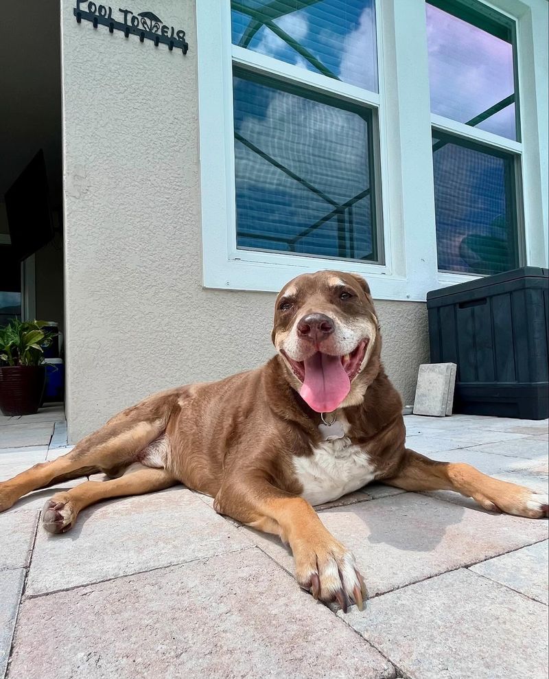 Hashbrown - additional photo