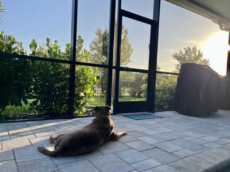 Hashbrown - additional photo