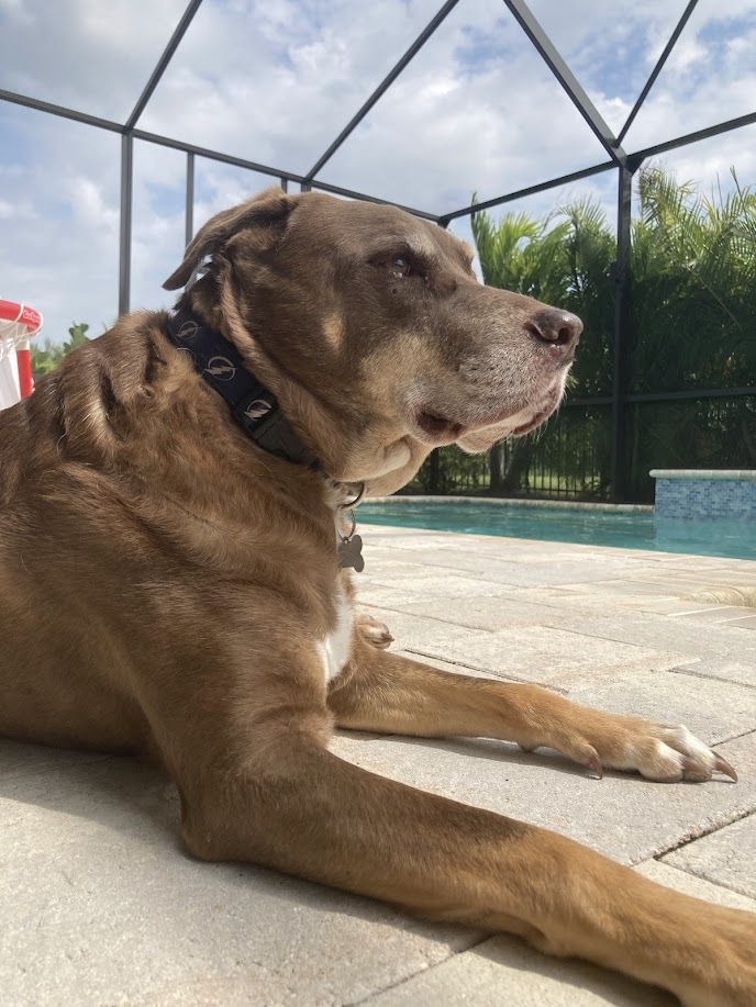 Hashbrown - additional photo