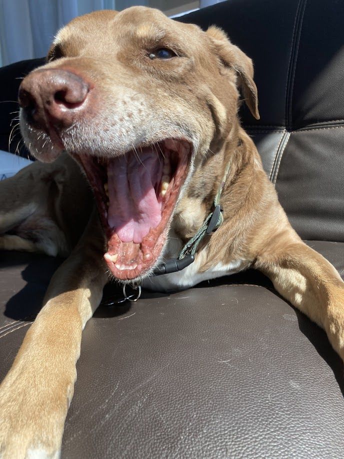 Hashbrown - additional photo