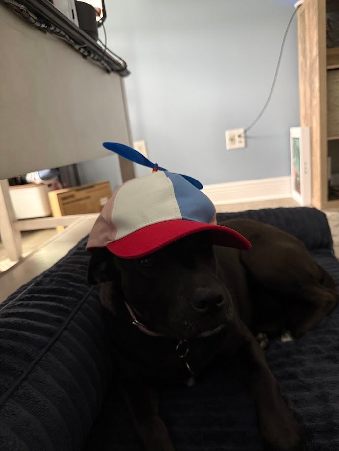 Luna - additional photo