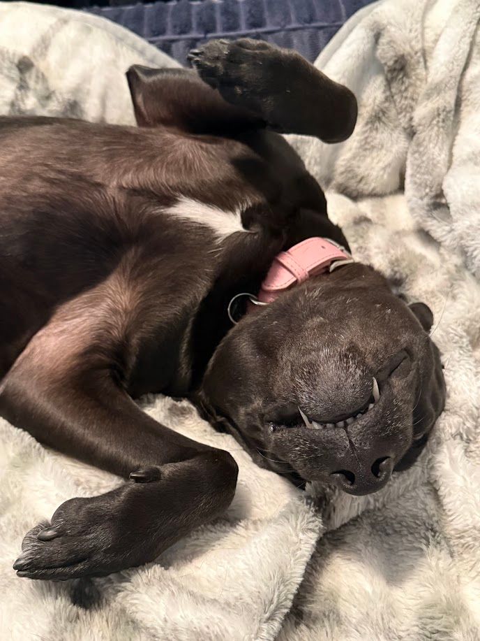 Luna - additional photo
