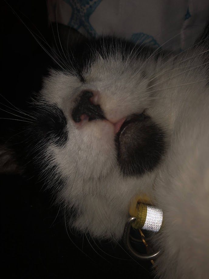 Roo - additional photo