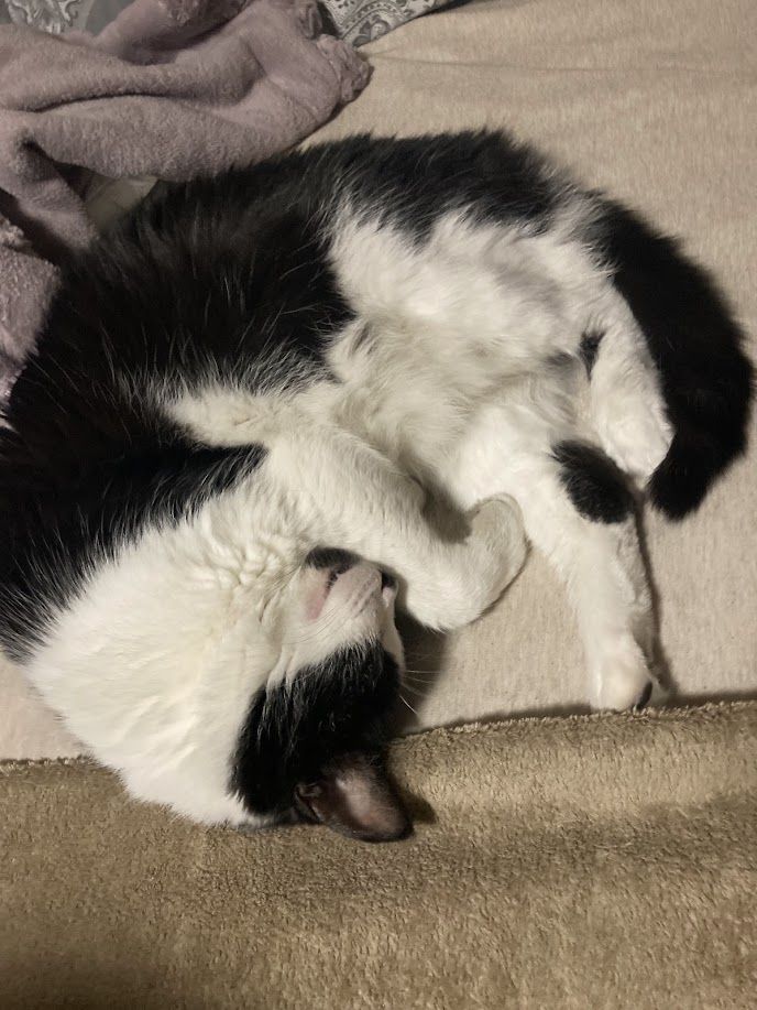 Roo - additional photo