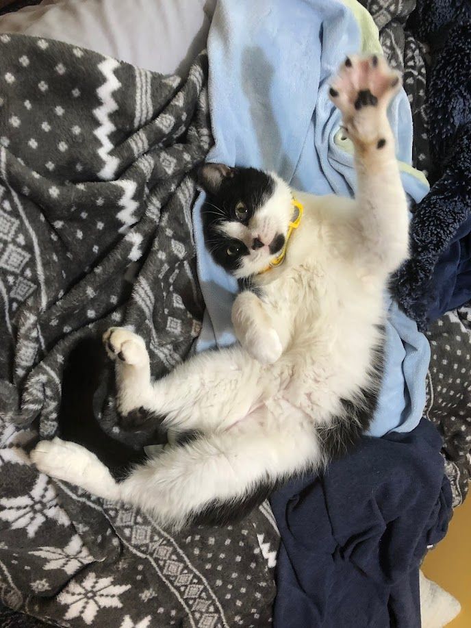 Roo - additional photo