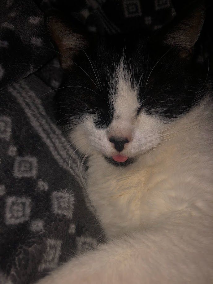 Roo - additional photo