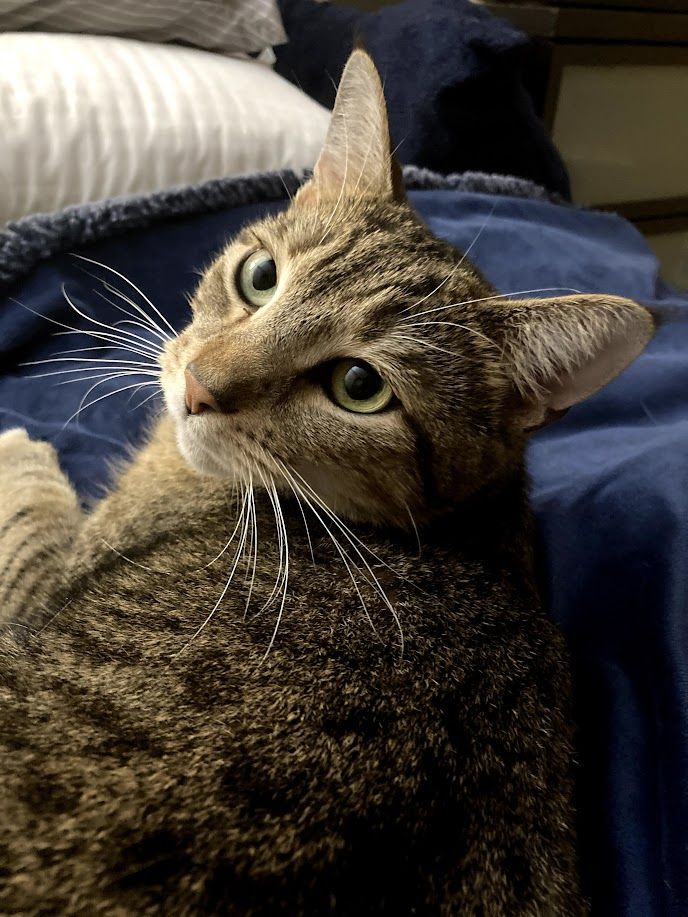 Rose - additional photo