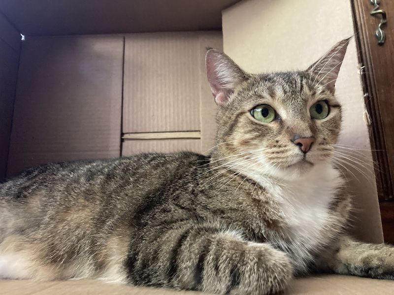 Rose - additional photo