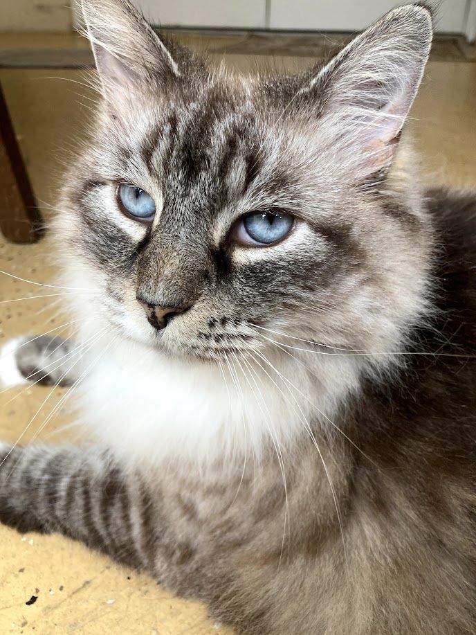 Silky - additional photo