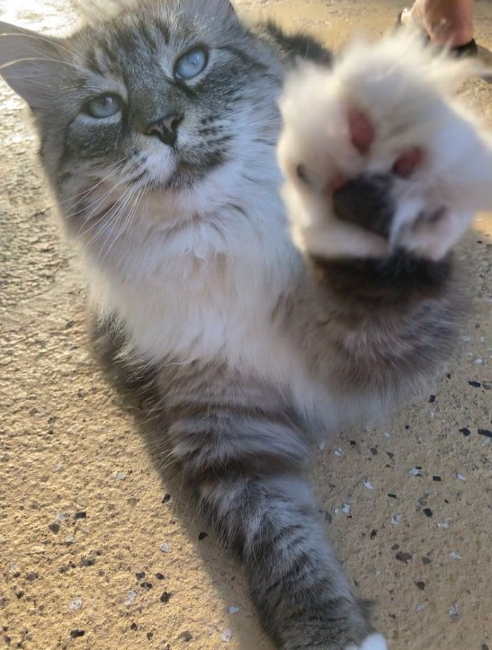 Silky - additional photo