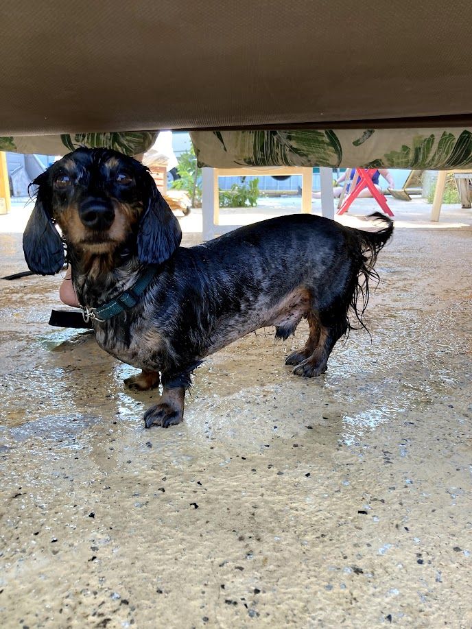 Toby - additional photo