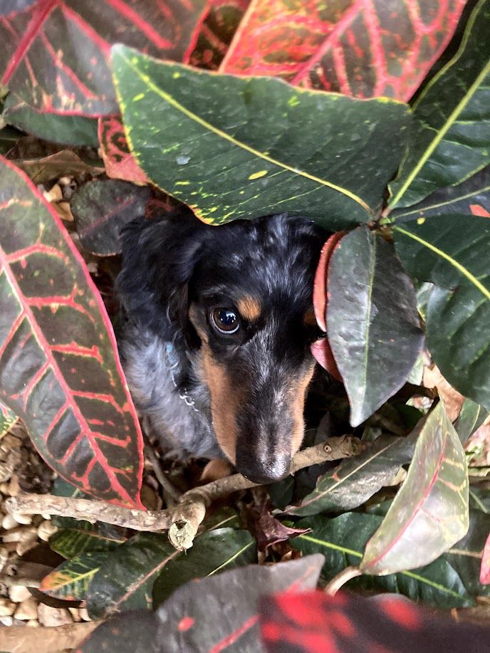 Toby - additional photo