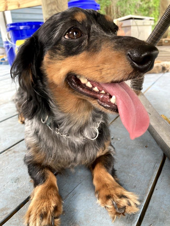 Toby - additional photo