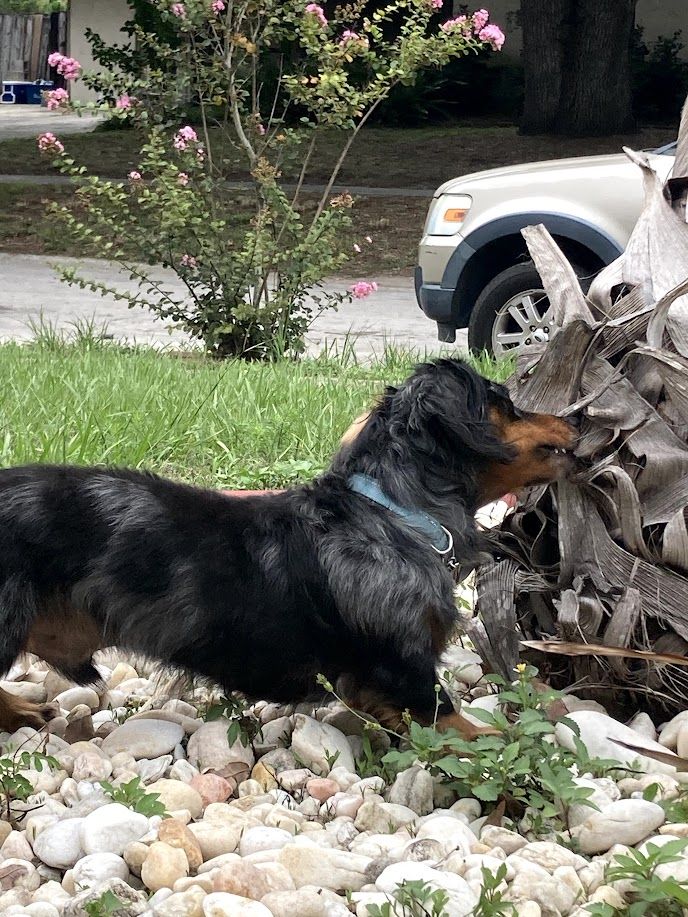 Toby - additional photo