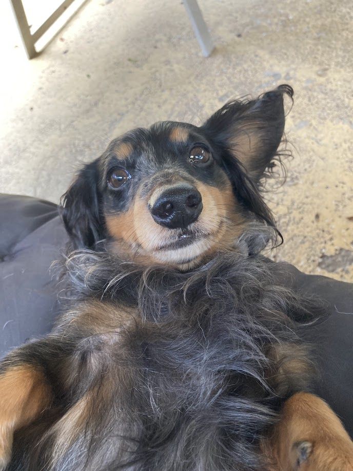 Toby - additional photo